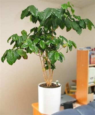 コーヒーの木 観葉植物 と 都市生活の緑化